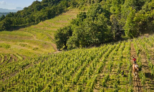 Visita al viñedo, la bodega y degustación de vinos-photo