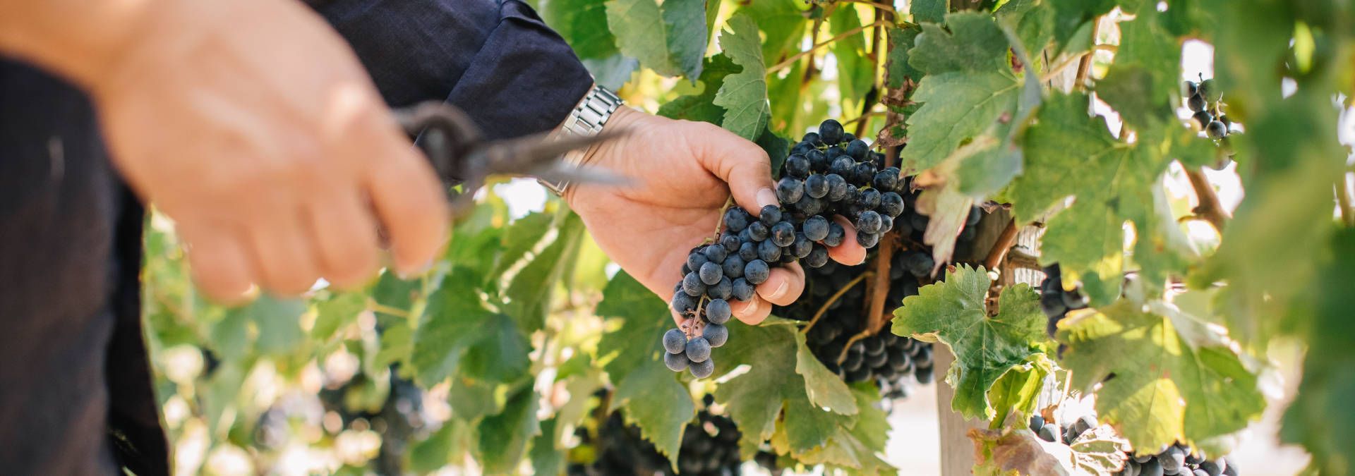 Domaine de la Prenellerie - Rue des Vignerons