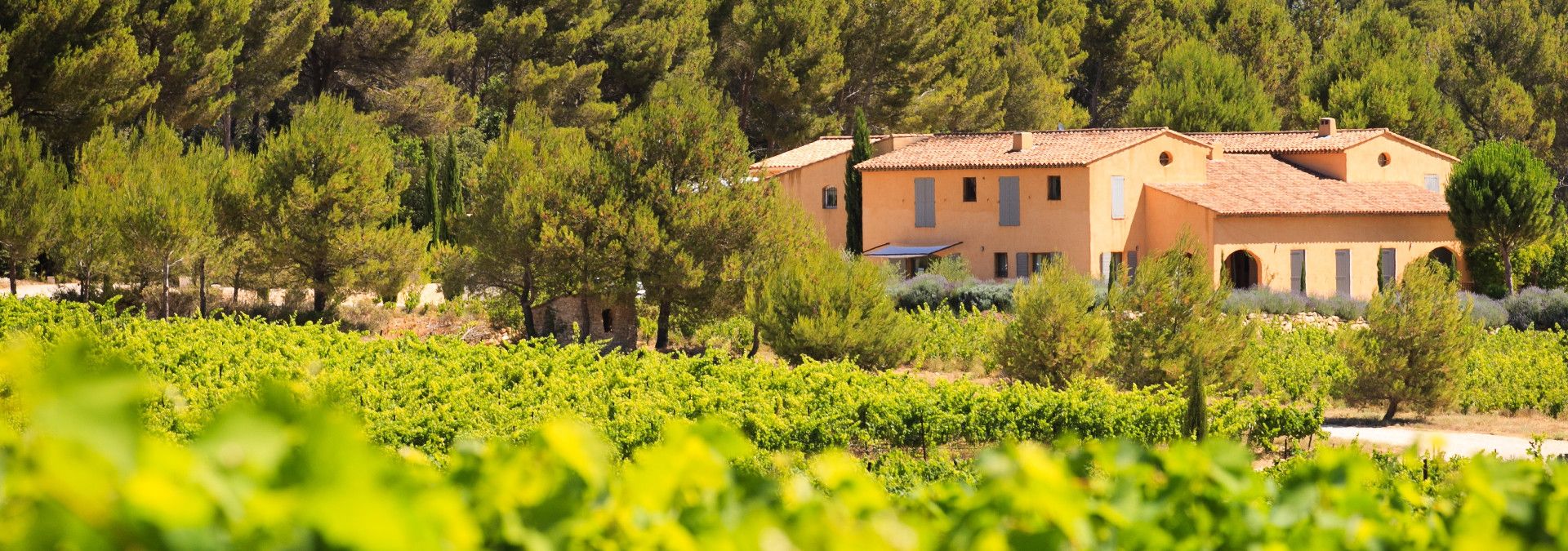 Villa Minna Vineyard -  Rue des Vignerons