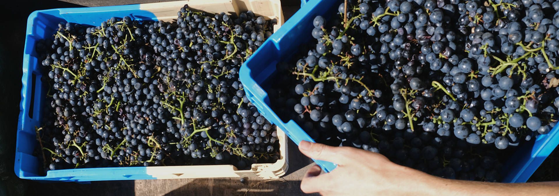 La Micro Winerie - Rue des Vignerons