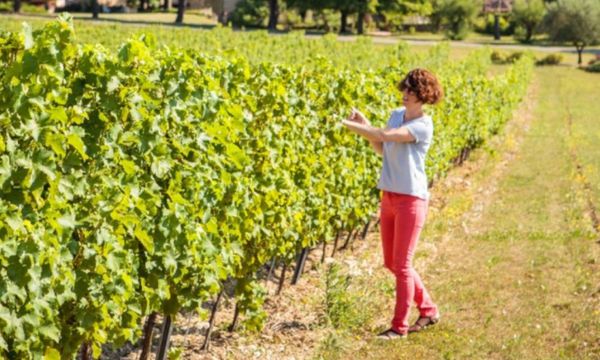 Parcours itinérant dans les vignes-photo