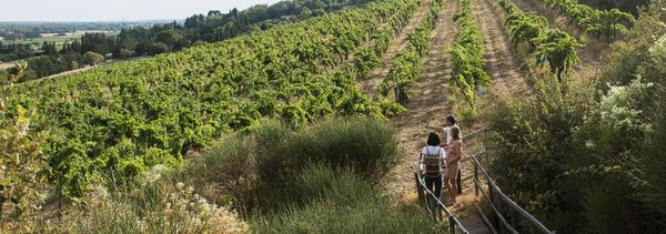 Besichtigung und Verkostung-photo