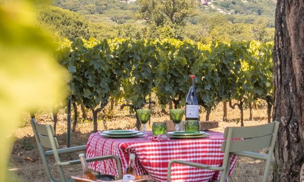 Picnic en las viñas-photo