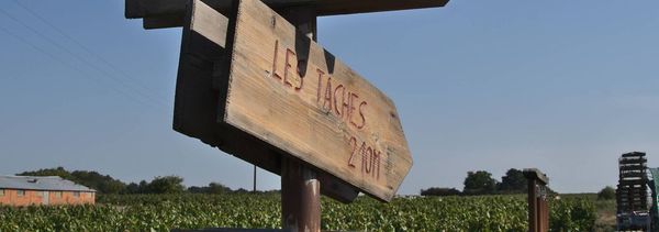 Walking - Wine tasting: 