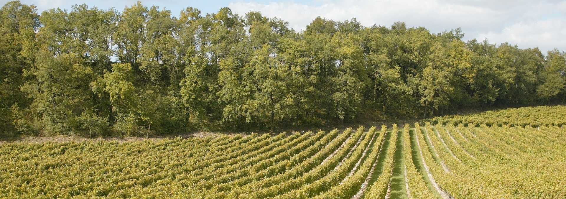 Domaine de Labarthe - Rue des Vignerons