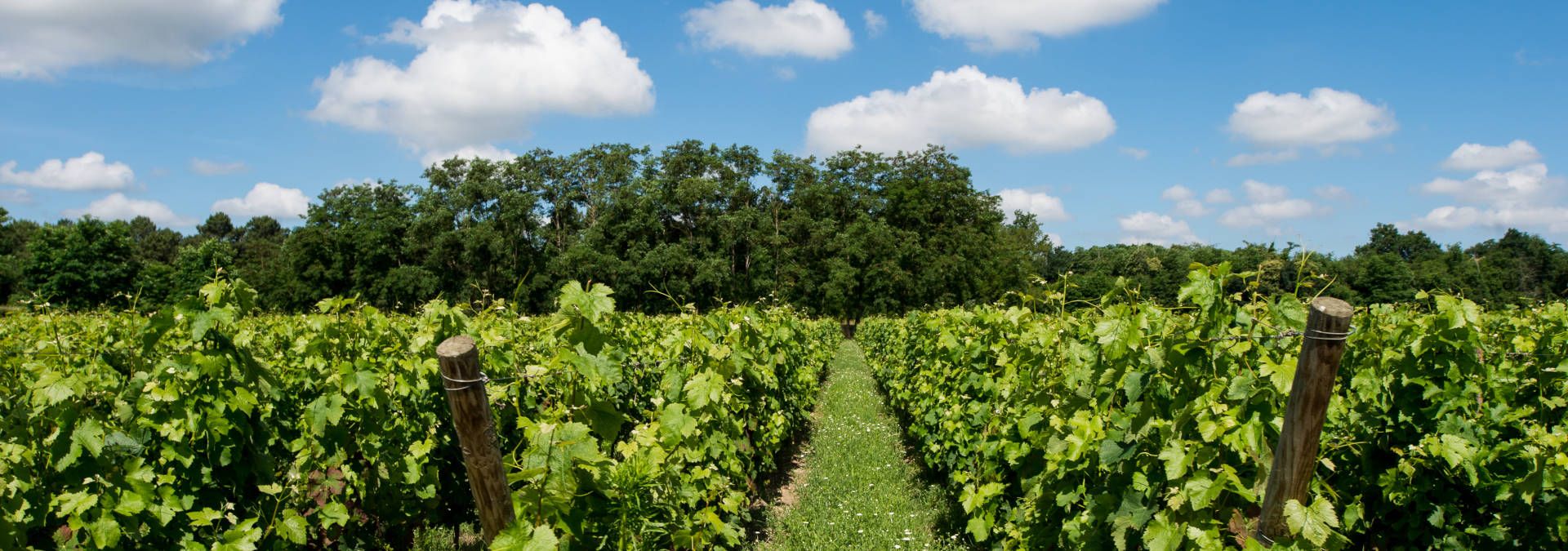 Château d'Eyran -  Rue des Vignerons