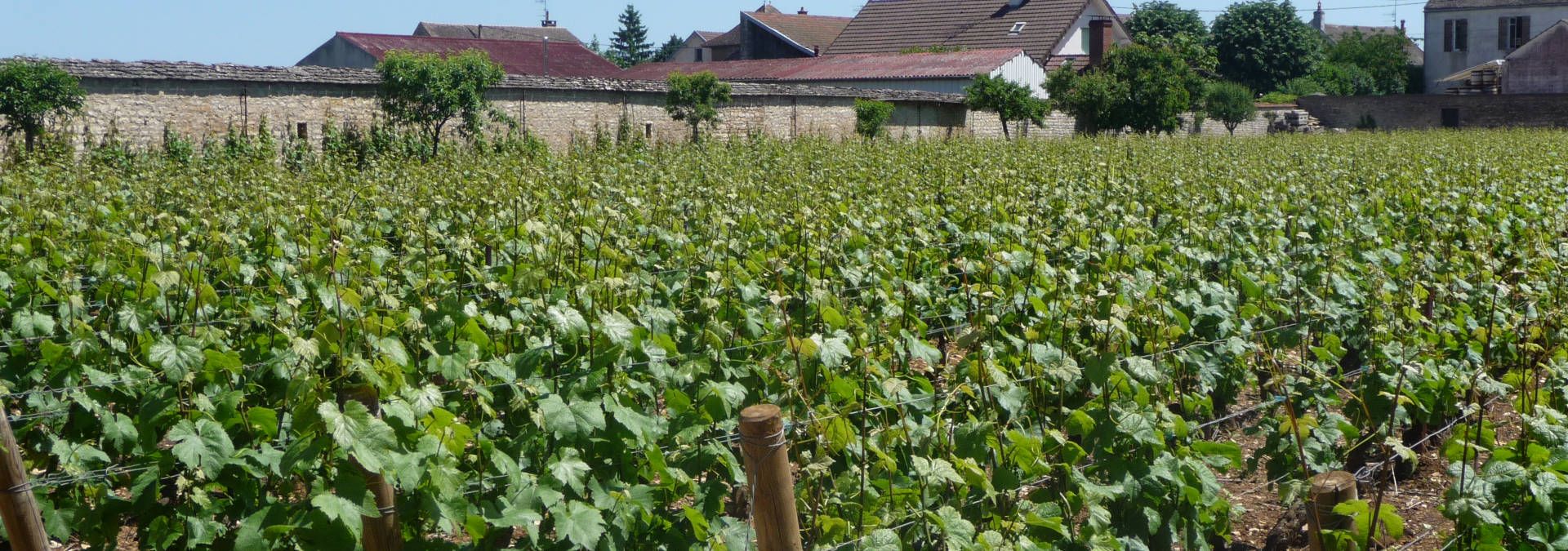 Domaine Bernard Delagrange et Fils - Rue des Vignerons