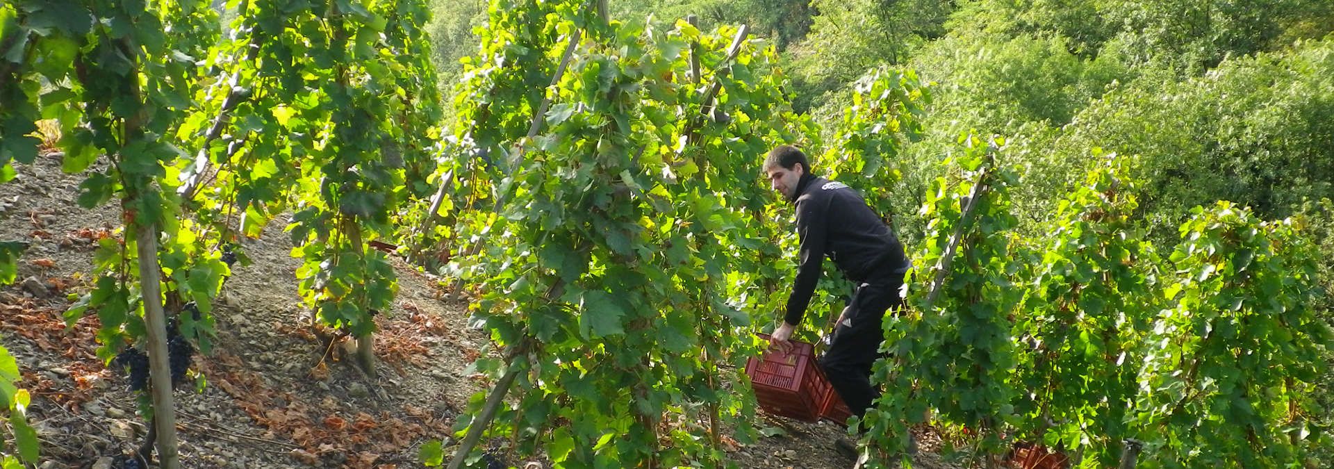 Domaine Chambeyron - Rue des Vignerons