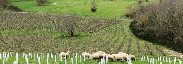 Una storia speciale a Princé-photo