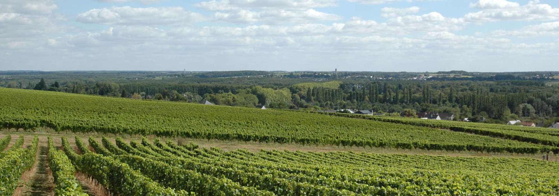 Caves du Père Auguste - Rue des Vignerons