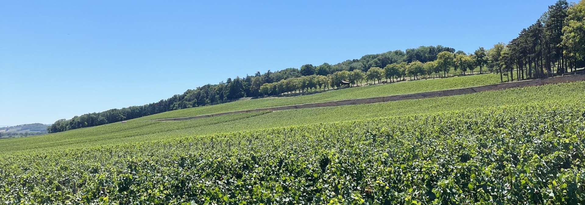 Château de Lachassagne - Rue des Vignerons