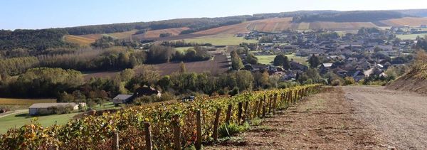Clos Bidaut, de la viña a la bodega-photo