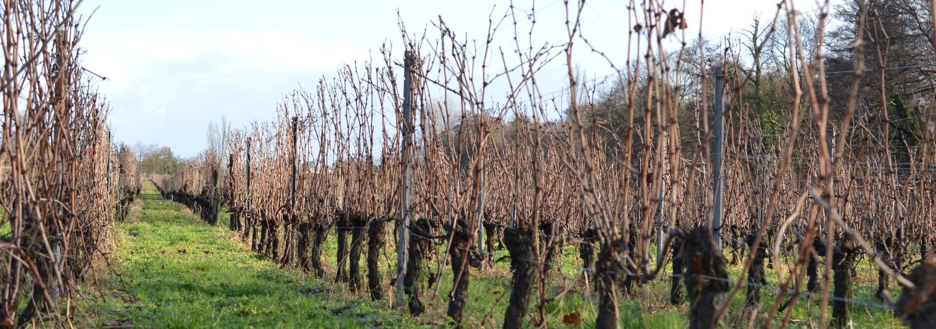 Visit of the vineyard &amp; storehouse, and tasting