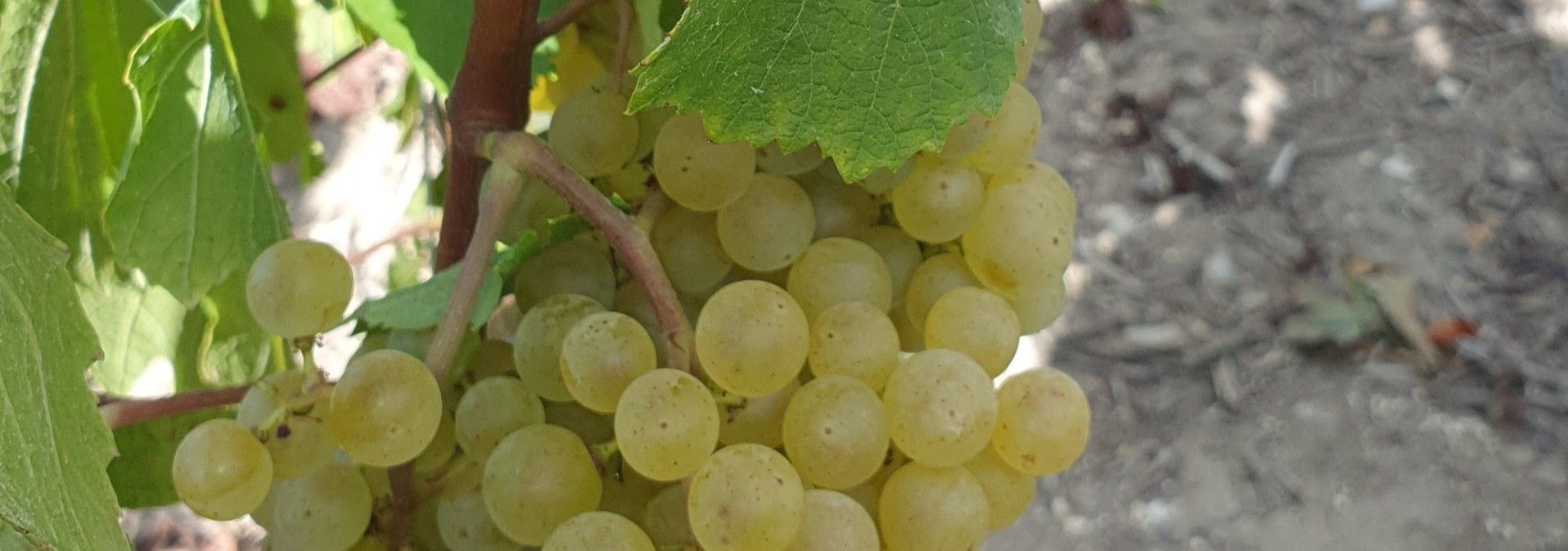 Champagne Charbonnier - Rue des Vignerons