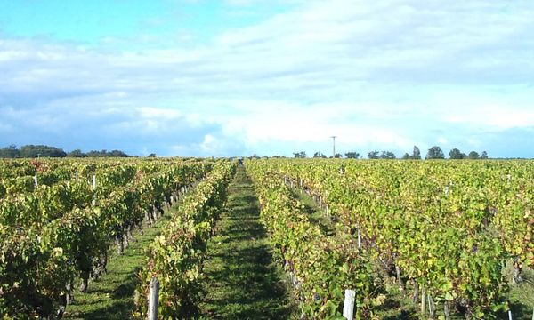 Discover wine, from vat to glass!-photo
