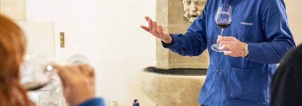 Descubra nuestros vinos-photo