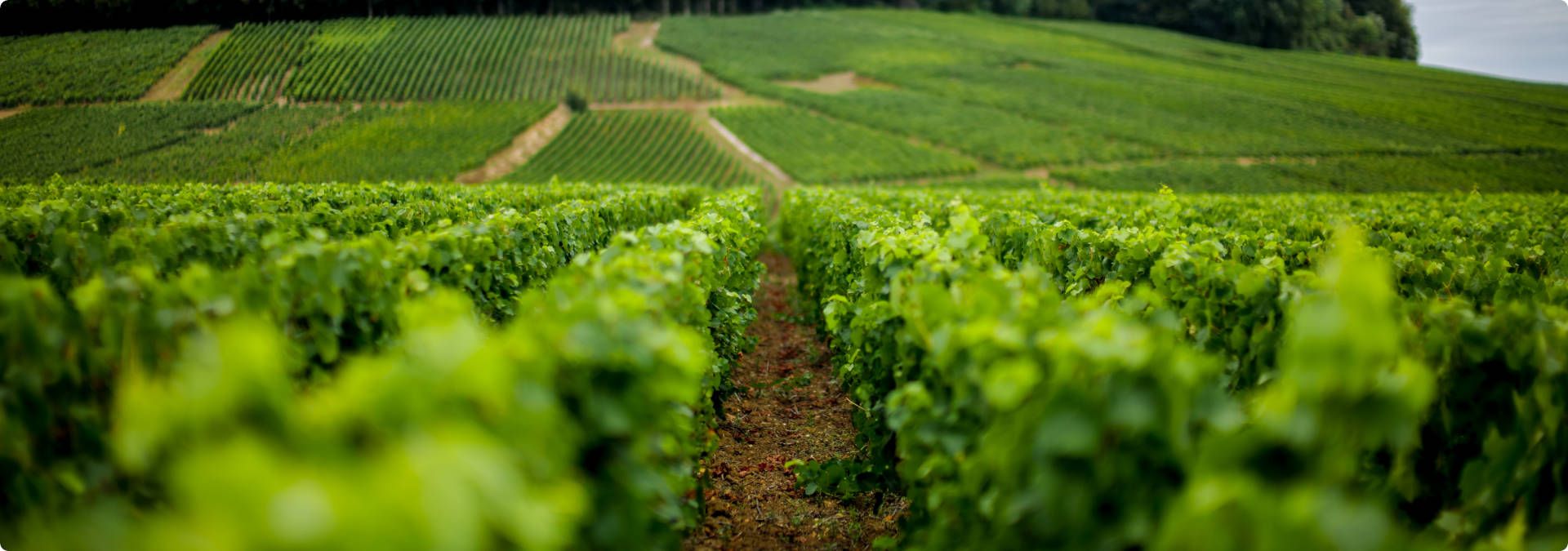 Champagne A. Bergère - Rue des Vignerons