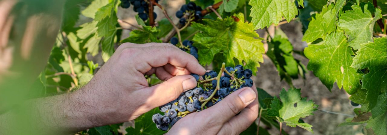 Pique Russe - Rue des Vignerons