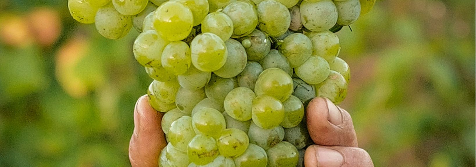 Domaine Santamaria - Rue des Vignerons