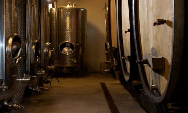 Tour in the cellar & commented tasting-photo