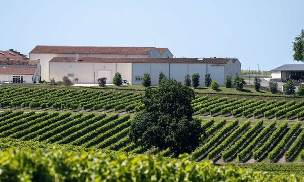 Rémy Martin tussen wijngaarden en distilleerderij-photo