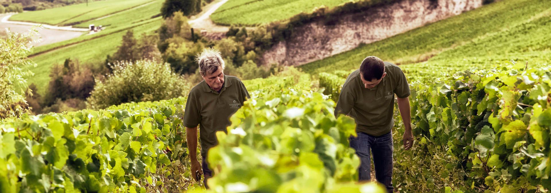 Champagne Chassenay d'Arce - Rue des Vignerons