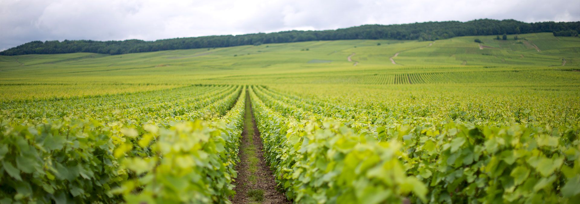 Champagne Eric Rodez - Ambonnay