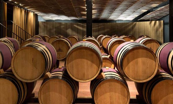 Visite la bodega y deguste vinos ecológicos-photo