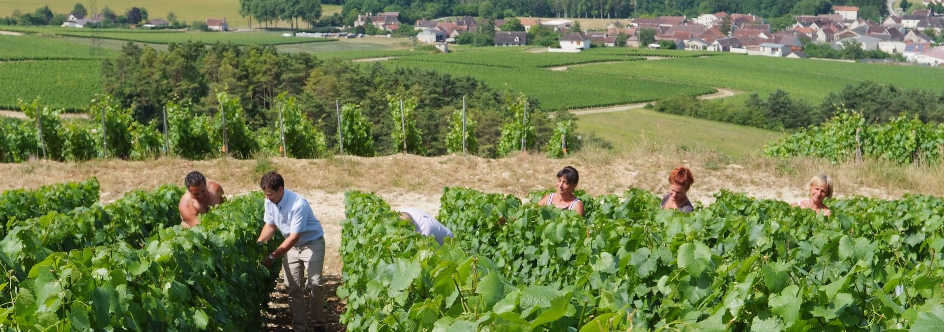 Champagne Gruet - Rue des Vignerons 