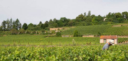 Domaine Decelle & Fils photo