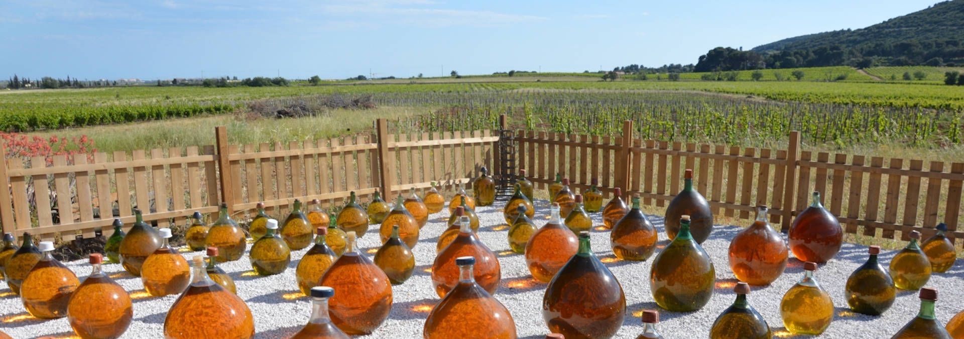 Visit Domaine de la Plaine, Frontignan - Cellars tour booking