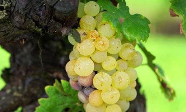 De la Vigne au verre-photo