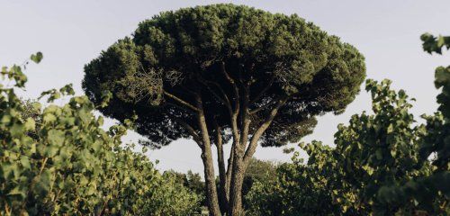 Fondugues Pradugues photo