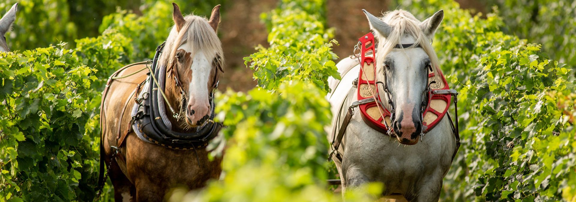 Château Petit Val - Rue des Vignerons