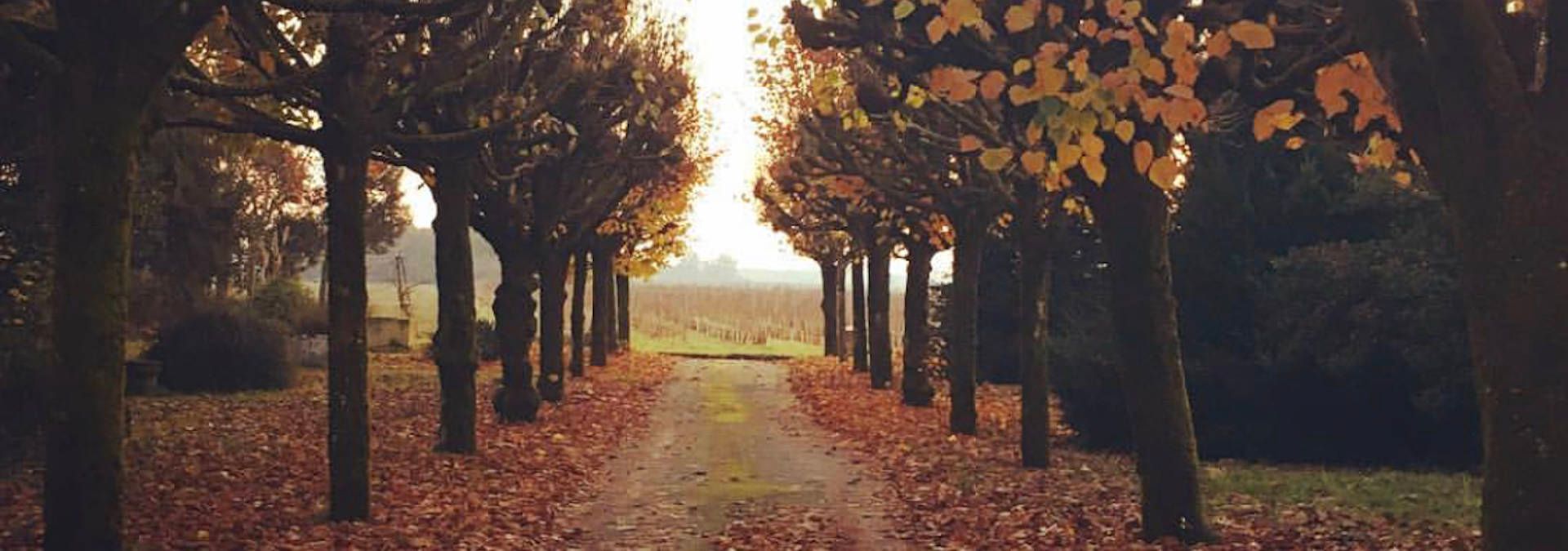 Domaine du Chêne - Rue des Vignerons