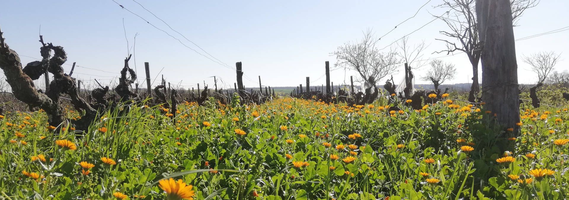 Domaine de Bellivière - Rue des Vignerons