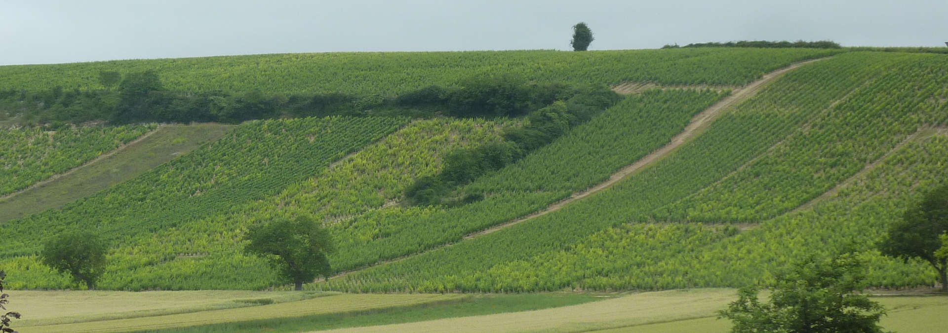 Domaine Roland Tissier et Fils - Rue des Vignerons