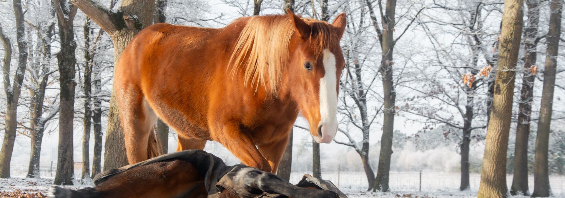Manoir de la Mazeraie - Rue des Vignerons