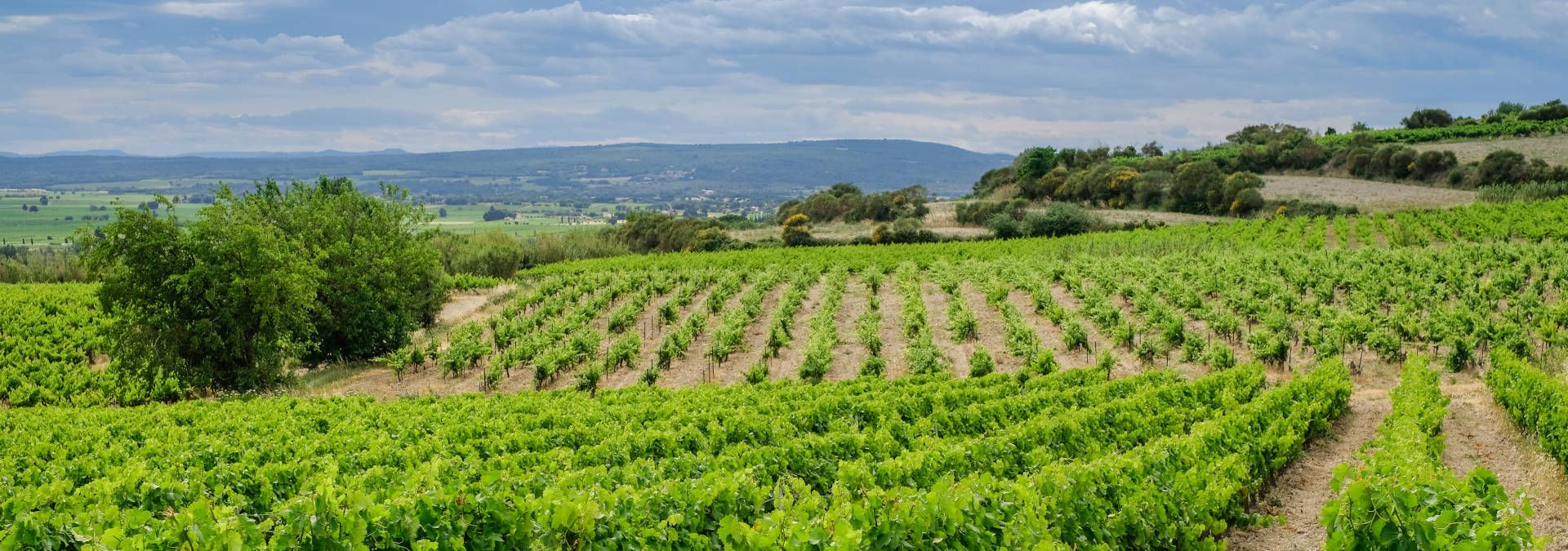 Domaine Richaud - Rue des Vignerons 