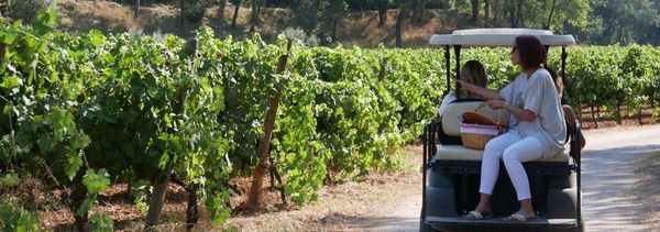 Discover the winery in a horse-drawn carriage-photo