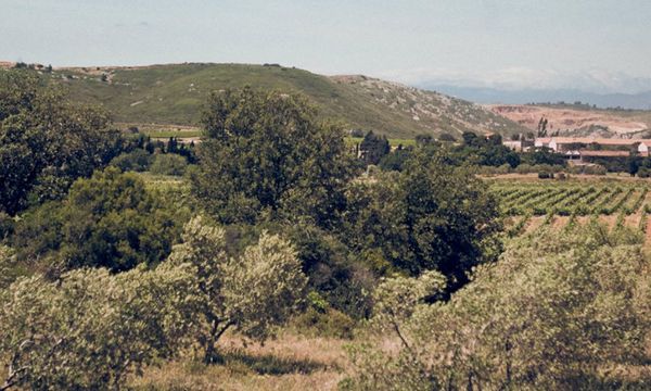 Miércoles de biodiversidad (más allá de las viñas)-photo