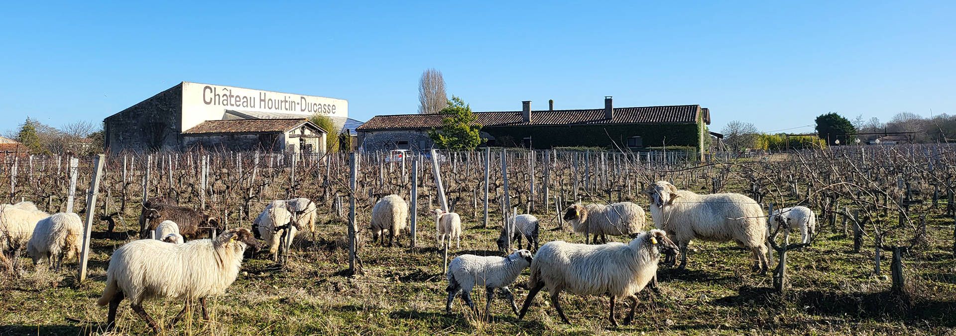 Château Hourtin-Ducasse - Rue des Vignerons