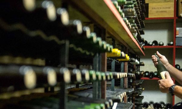 Découverte des cépages Alsaciens et visite groupe-photo