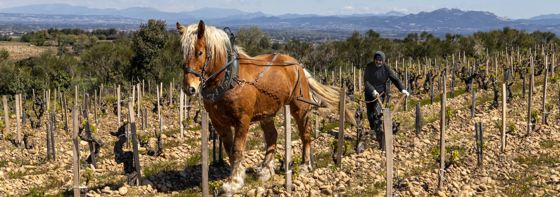 Clos du Calvaire - Rue des Vignerons