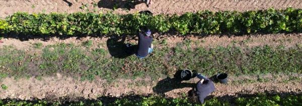 Wijnboer van een tijd...-photo