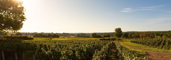 De la vigne au verre-photo