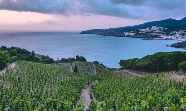Discovery of the Banyuls Terroir-photo