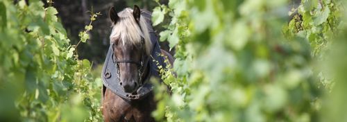 Domaine Guillaume Baduel photo