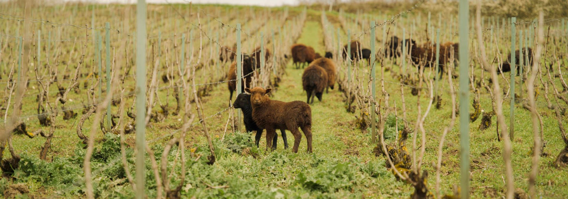 Visite Champagne Harlin Père et Fils - Rue des Vignerons