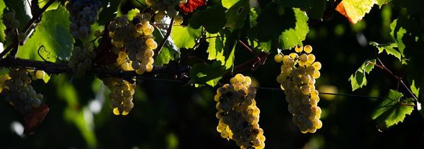 Les clés du terroir et du vin-photo